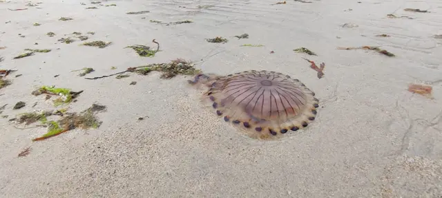 Maghera Beach and caves