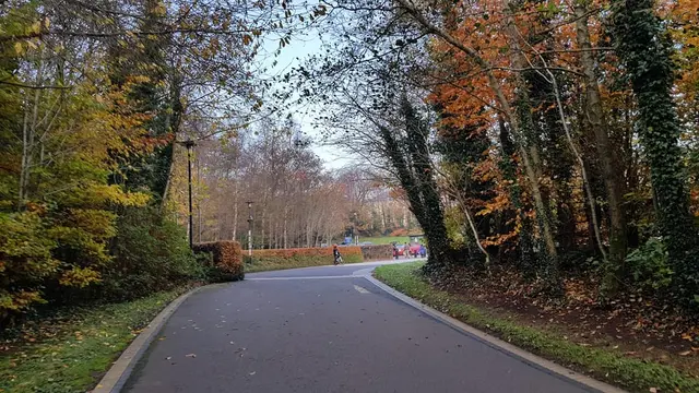 a road with trees on the side
