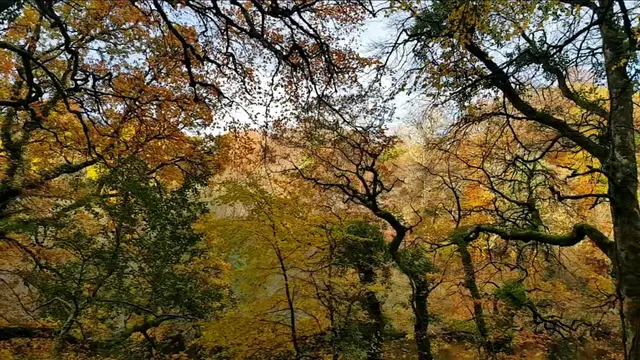 Beautiful Autmn trees and their reflections in the River