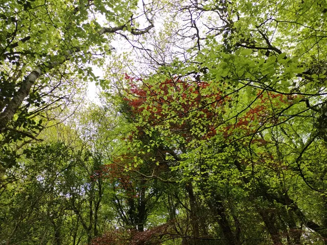 Rathmullan Wood Nature Reserve