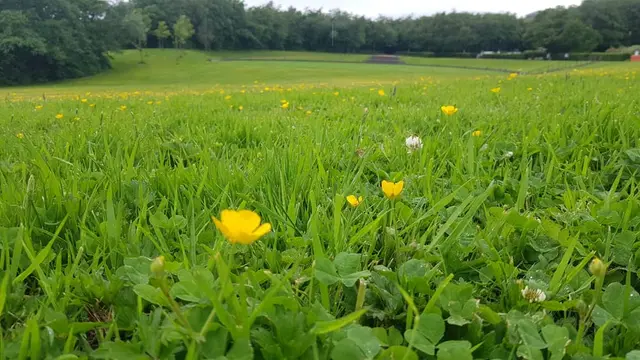 a field of yellow flowers