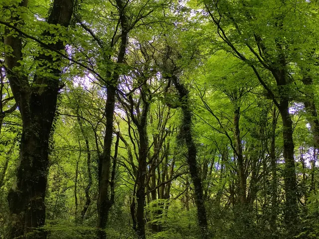 Rathmullan Wood Nature Reserve