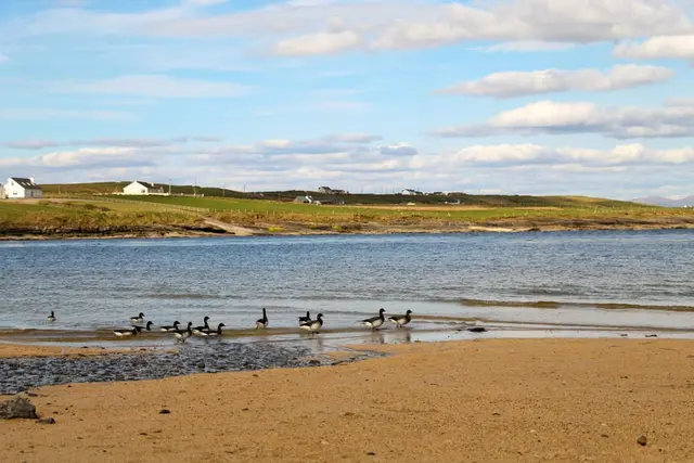 a group of ducks on a beach