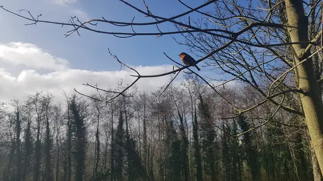a bird sitting on a tree branch