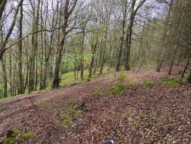 a dirt path through a forest