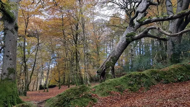 Lennon River Woodland