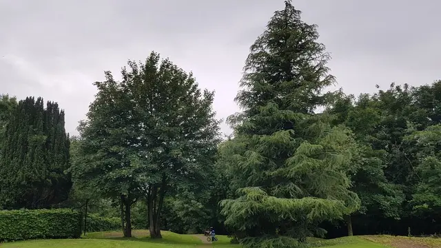 a group of trees in a park