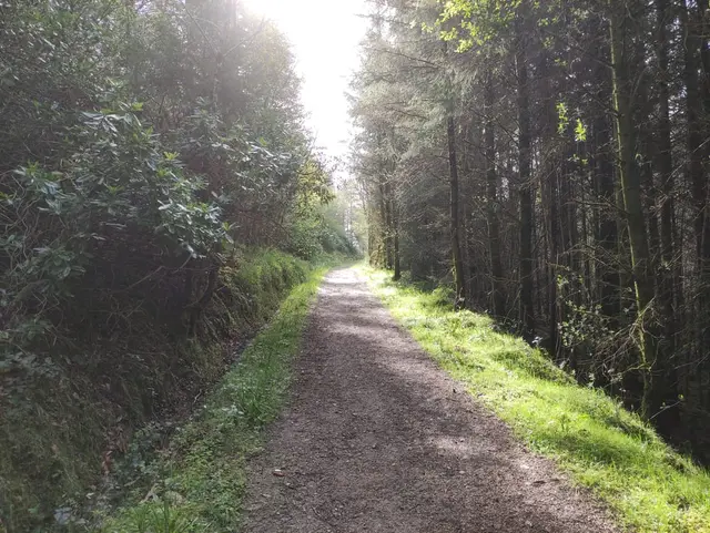 a dirt road in a forest