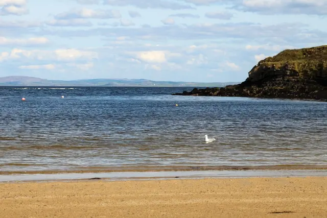 a beach with a body of water and a bird in it