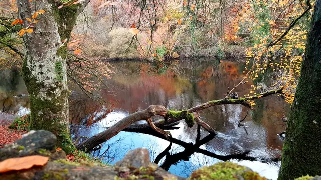 Fallen tree at River Lennon