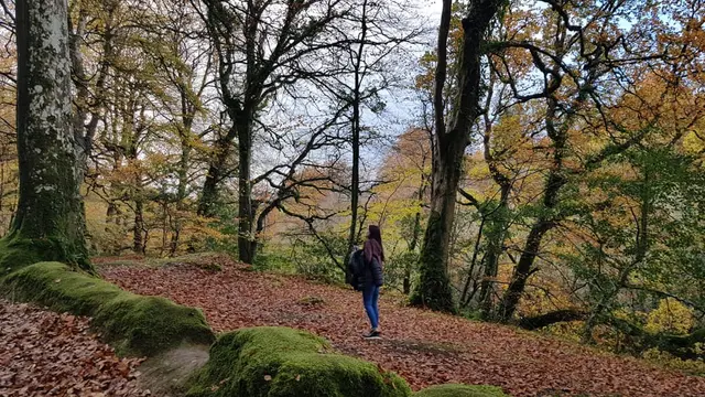 River Lennon woodland