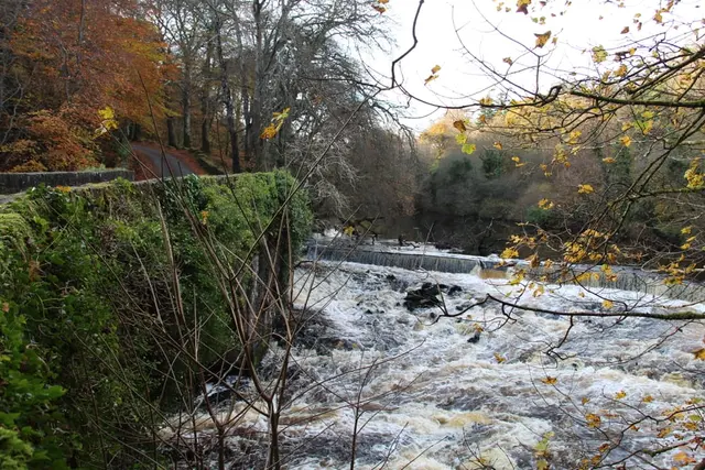 a river with trees on the side